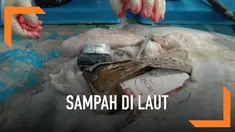 Deretan foto ikan pari mati viral di media sosial. Di dalam perut ikan pari ditemukan bungkus rokok, buku, hingga kamera.