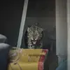 Video Macan Terkam Orang di Papandayan Ternyata Hoaks, Simak Faktanya