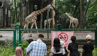 Pengunjung menyaksikan satwa di Kebun Binatang Ragunan, Jakarta, Selasa (1/4/2025). (merdeka.com/Arie Basuki)