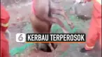 kerbau terperosok