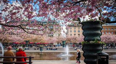 Tak Hanya Jepang, Potret Keindahan Bunga Sakura di 6 Negara Dunia Ini Bikin Takjub