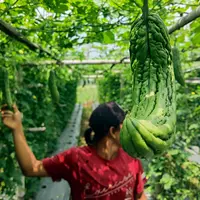 Buah pare yang siap dipanen di lahan milik Yoga (29) di Desa Nagrak, Sukaraja, Bogor, Minggu (18/9/2022). Yoga mengubah lahannya untuk menanam pare guna membantu kebutuhan kuliah sang adik. (Liputan6.com/Johan Tallo)