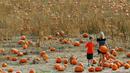 Seorang wanita membawa labu untuk merayakan hari Halloween di ladang Rock Creek Farm di Broomfield, Colorado, (27/10). Hari Halloween dirayakan setiap tahun pada tanggal 31 Oktober. (REUTERS/Rick Wilking)