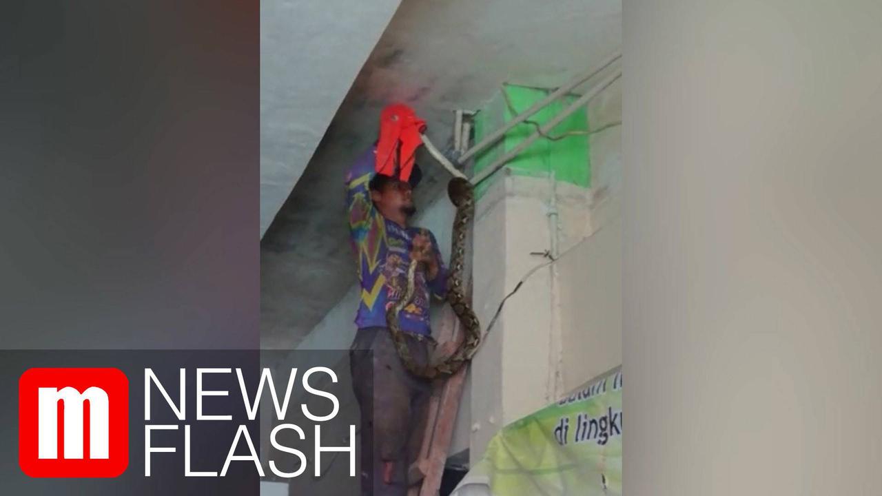 VIDEO: MTSN 23 Jakarta Tak Libur Pasca Temuan Ular Sanca, Siswa Diminta Waspada