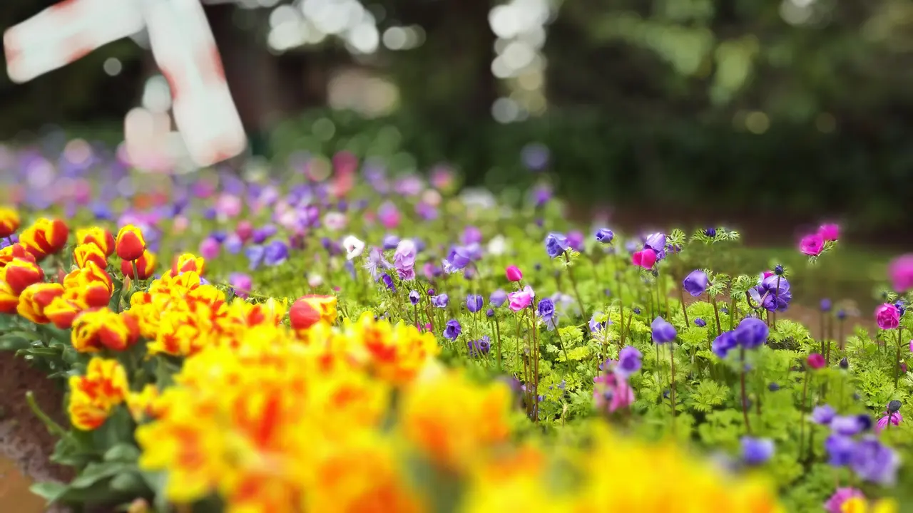 Kebun tulip Tesselar di Silvan, Melbourne, Australia. (Liputan6.com/Tanti Yulianingsih)