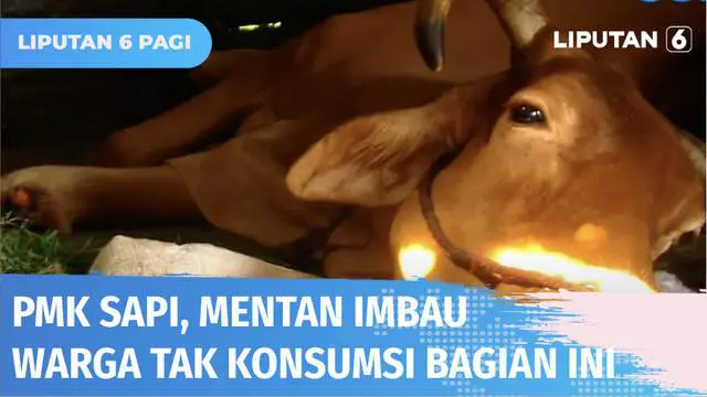 Ratusan ekor sapi di Lumajang, Jawa Timur, dilaporkan terinfeksi penyakit mulut dan kuku atau PMK. Beberapa di antaranya bahkan mati karena penyakit ini. Kementerian Pertanian menyatakan masyarakat perlu menghindari untuk mengkonsumsi bagian-bagian t...