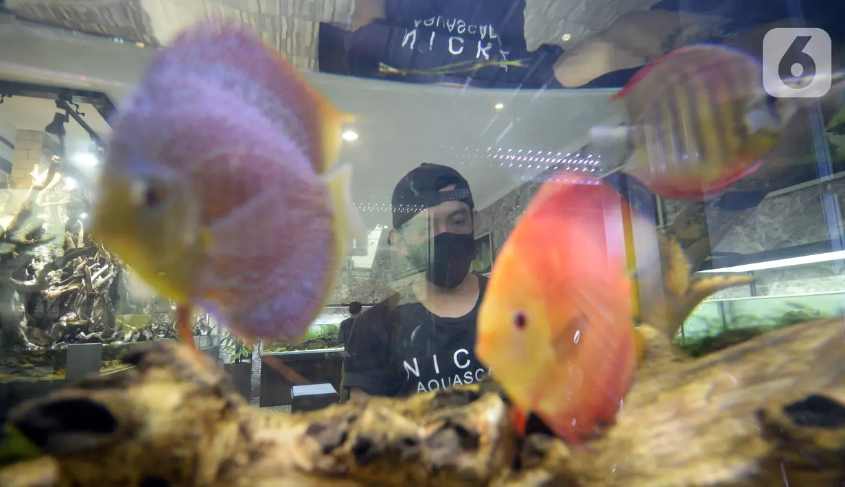 Pekerja menyelesaikan pembuatan aquascape air tawar di Nickz Aquascape, Serpong, Tangerang Selatan, Banten, Selasa (20/10/2020). Aquascape yang tersedia dalam berbagai ukuran tersebut dijual dengan harga Rp 8,5 juta hingga Rp 350 juta. (merdeka.com/Dwi Narwoko)