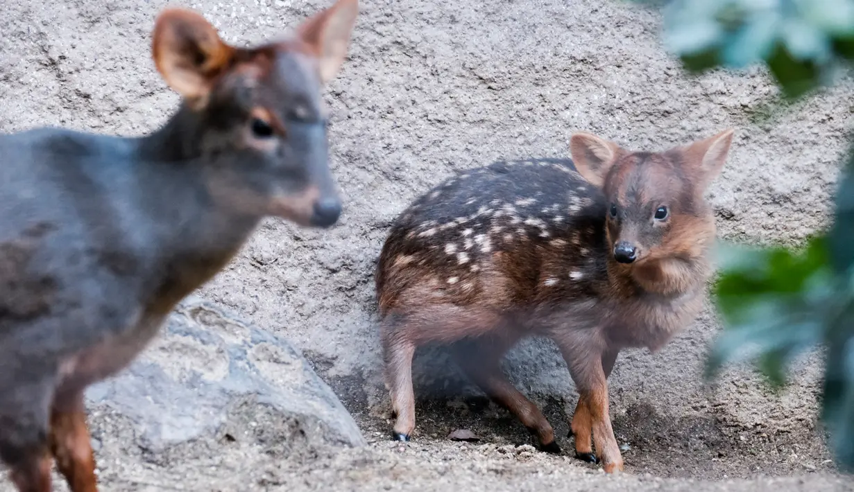 FOTO: Haechan NCT Jadi Nama Bayi Rusa Langka di Kebun Binatang Los ...