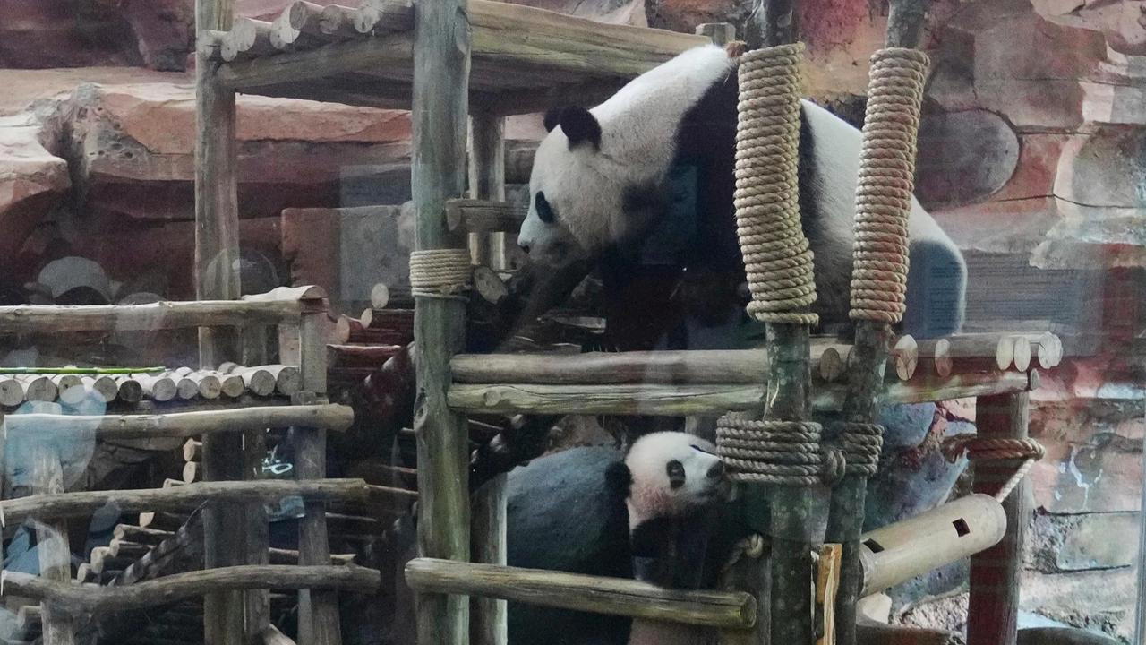 FOTO: Tingkah Lucu Rio Panda Raksasa Kelahiran Indonesia Curi Perhatian Pengunjung