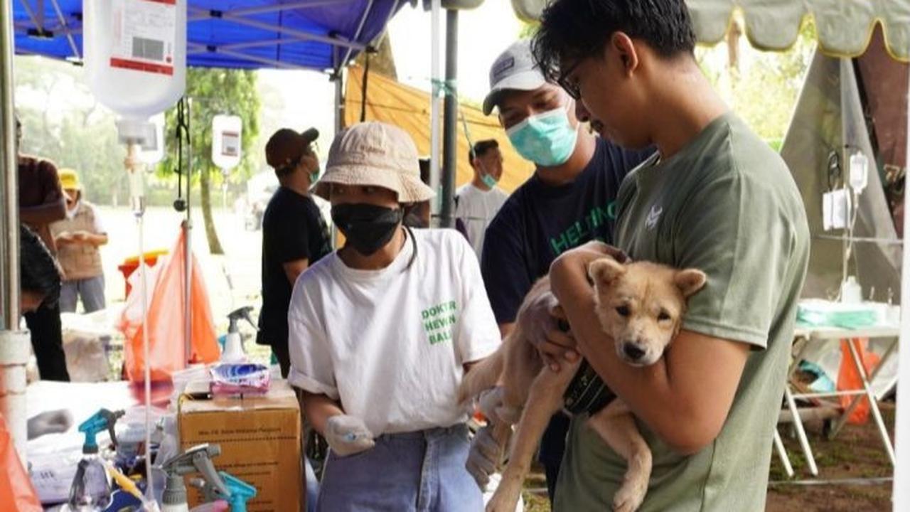 Gawat, Kasus Rabies di NTT Merebak Hingga Timor Leste