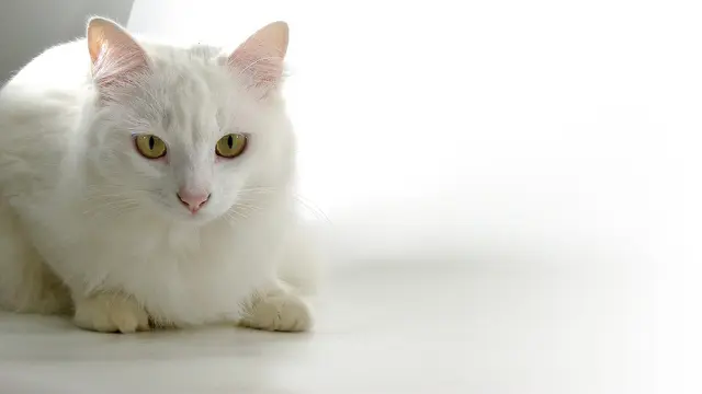 Makanan Kucing Persia
