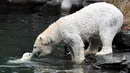 Bayi beruang kutub dan ibunya yang bernama Tonja bermain dalam kandang mereka di Kebun Binatang Tierpark, Berlin, Jerman, Jumat (15/3). Bayi beruang kutub tersebut lahir pada 1 Desember 2018. (John MACDOUGALL/AFP)