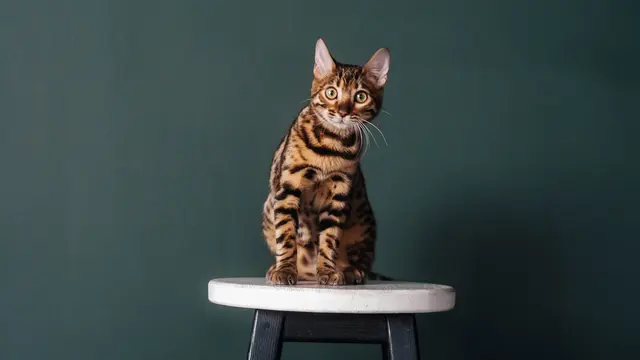Kucing Bengal