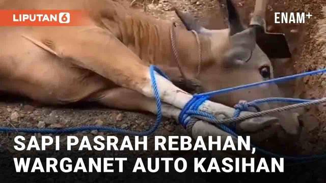 Momen kurban Idul Adha kerap kali diwarnai insiden sapi dan kambing ngamuk. Tapi yang terjadi pada sapi berikut ini justru berbeda. Sapi coklat yang sudah terikat dan direbahkan tersebut begitu tenang seolah pasrah akan akhir hidupnya.