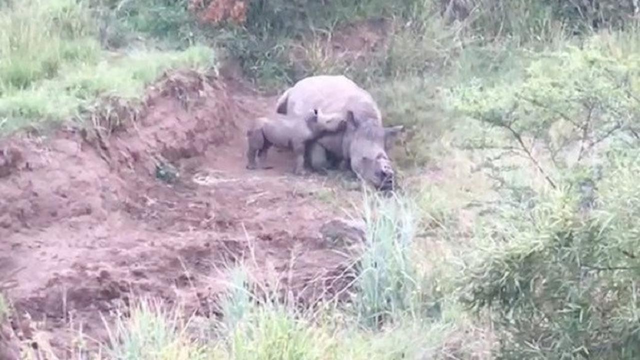 Momen menyedihkan ini difilmkan beberapa hari lalu di sebuah taman nasional oleh badan amal penyelamat Rhino 911 (Rhino 911)