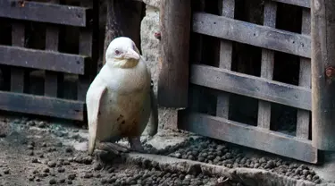 Seekor penguin albino diperlihatkan kepada publik untuk pertama kalinya di kebun binatang Gdansk, Polandia, 22 Maret 2019. Menurut petugas kebun binatang, penguin berusia tiga bulan tersebut merupakan satu-satunya albino. (Agencja Gazeta/Michal Ryniak via REUTERS)