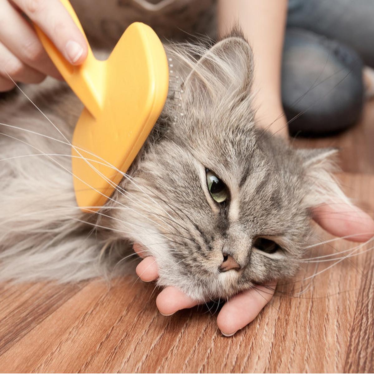 4 Perawatan Harian untuk Kucing Kesayangan, Biar Si Kecil Berbulu Tetap Cantik Menawan