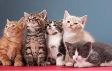 Unik, Di Perpustakaan Amerika, Pengunjung Boleh Bayar Denda Buku pakai Foto Kucing