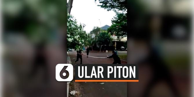 VIDEO: Menegangkan, Detik-Detik Satpam Tarik Ular Piton dari Pohon