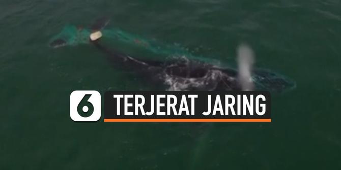VIDEO: Penyelamatan Paus Bungkuk yang Terjerat Jaring Nelayan