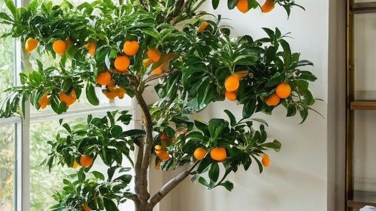 Ilustrasi Kumquat atau Citrus Japonica Sebagai Tanaman Pengharum Ruangan