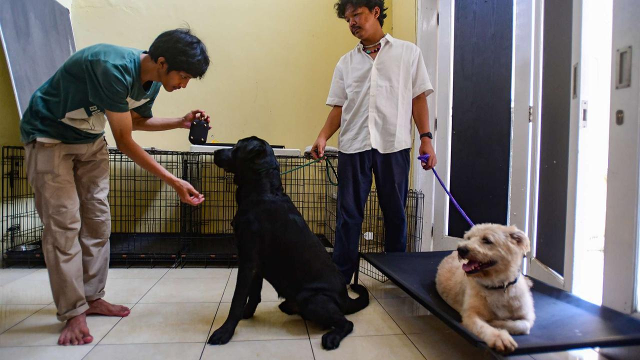 Playgroup khusus anjing di Depok
