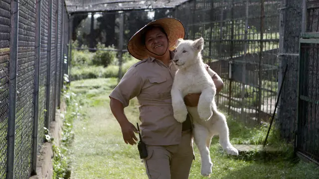 Yuk, Ikuti Kontes Penamaan 2 Anak Singa Putih Langka Ini