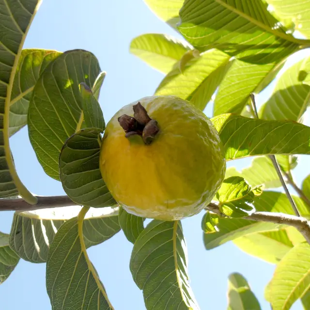 Menghilangkan Jerawat Dengan Daun Jambu Biji Beauty Fimela 