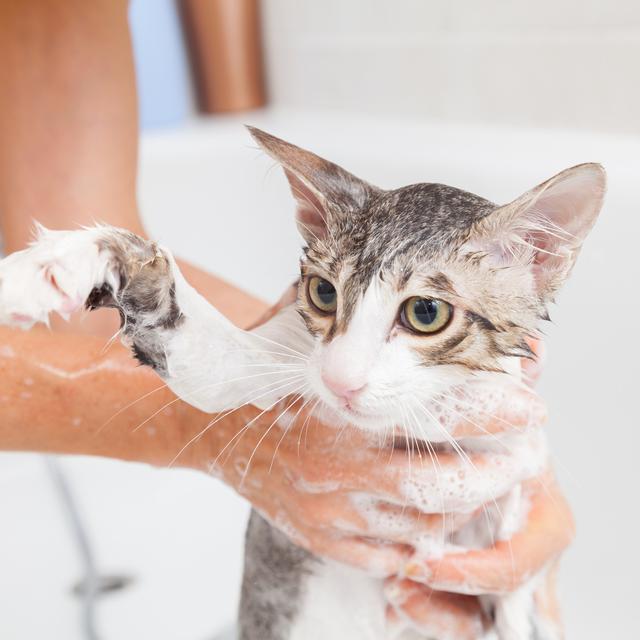 11 Cara Menghilangkan Telur Kutu Pada Kucing Secara Alami Praktis Dan Efektif Hot Liputan6 Com