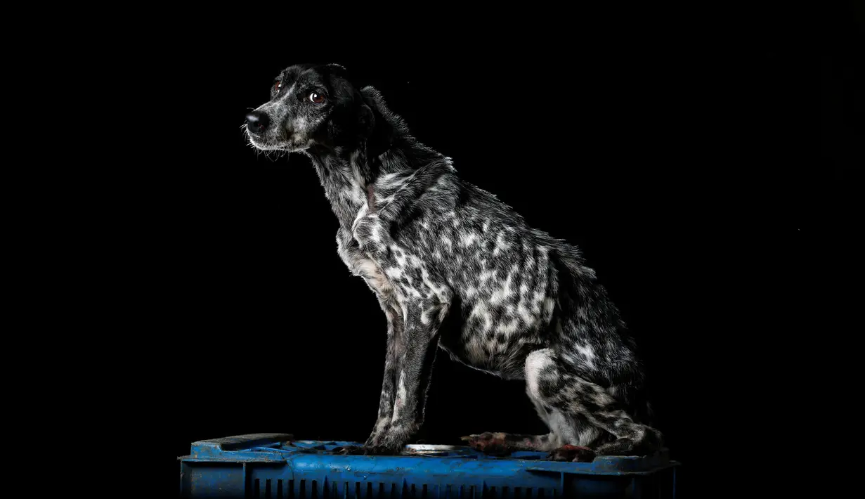 Pintica difoto saat berada di pusat penampungan anjing Famproa di Los Teques, Venezuela, 16 Agustus 2016, meninggal pada minggu berikutnya setelah foto ini diambil. (REUTERS/Carlos Garcia Rawlins)