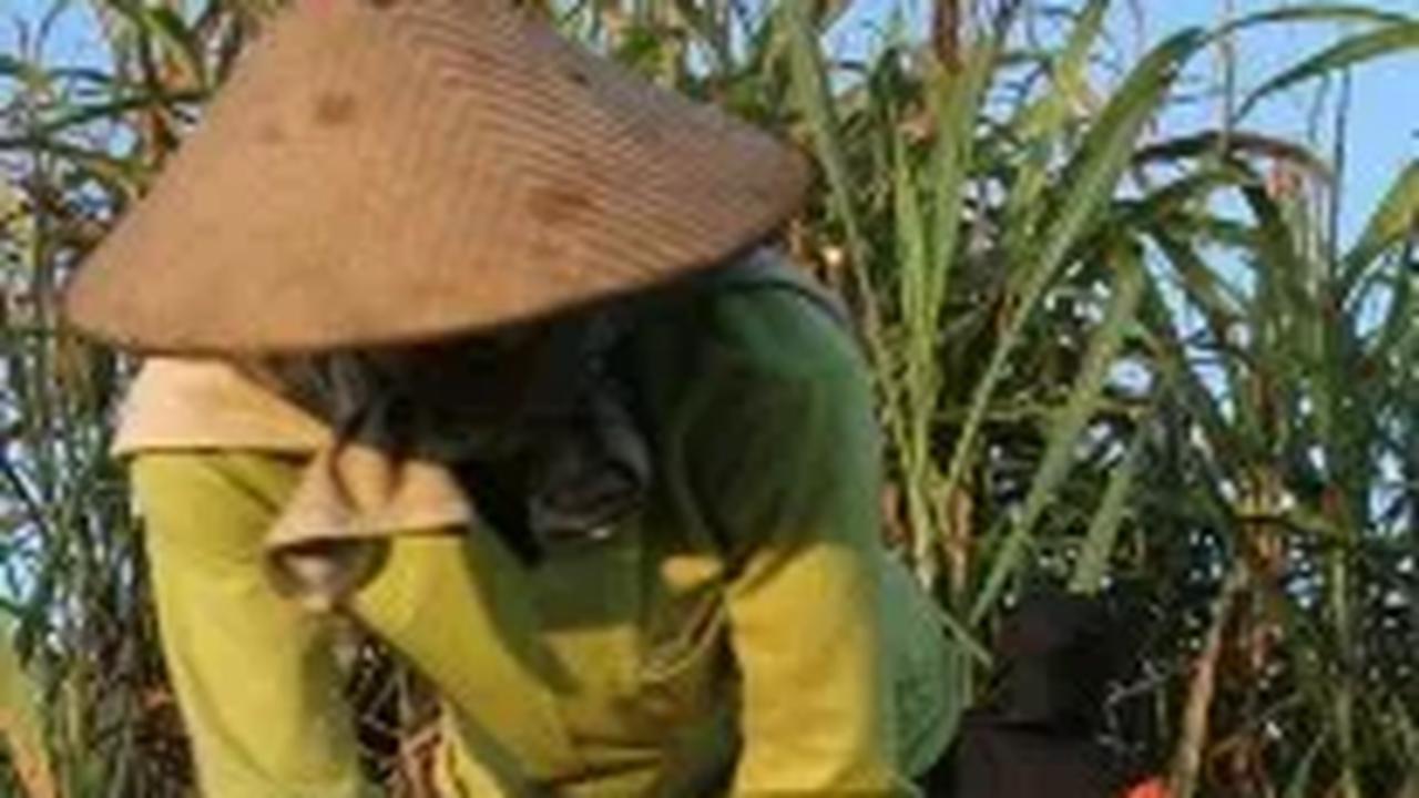 Ternyata Ini Penyebab Produksi Gula Indonesia Kalah Saing dari Brazil