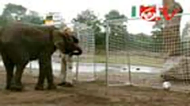 Gajah Nelly Prediksi Jerman Kalahkan Italia