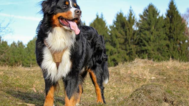 Bernese Mountain Dog