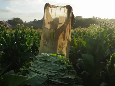 Seorang petani bekerja di perkebunan tembakau di San Juan y Martinez, Provinsi Pinar del Rio, Kuba (24/2). Kuba akan menyelenggarakan Festival Habanos ke-20, dalam acara ini para pecinta cerutu berkumpul. (AFP Photo/Yamil Lage)