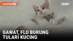 Virus flu burung H5N1 kembali menjadi perhatian pejabat kesehatan AS memasuki 2025, dengan adanya kasus pada manusia dengan gejala parah dan juga meluasnya virus menulari kucing dan anjing. Sepanjang 2024 lalu, terjadi perebakan flu burung di sebagia...