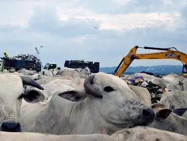 Ratusan sapi memadati TPA Jatibarang, Semarang, Rabu (10/2/2016). Selain dijadikan pusat pembuang sampah, TPA Jatibarang dijadikan peternak sebagai tempat mencari makan sapi-sapi mereka. (Foto: Gholib)