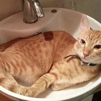 Kamu paham, nggak apa maksud dari kucing-kucing berikut ini?