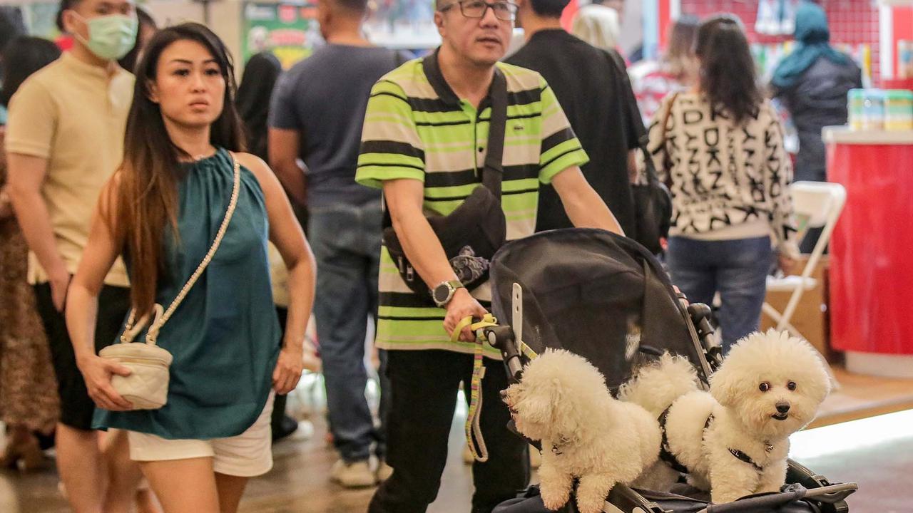 FOTO: Keseruan Pengunjung dengan Binatang Kesayangan saat Pet Fest 2025