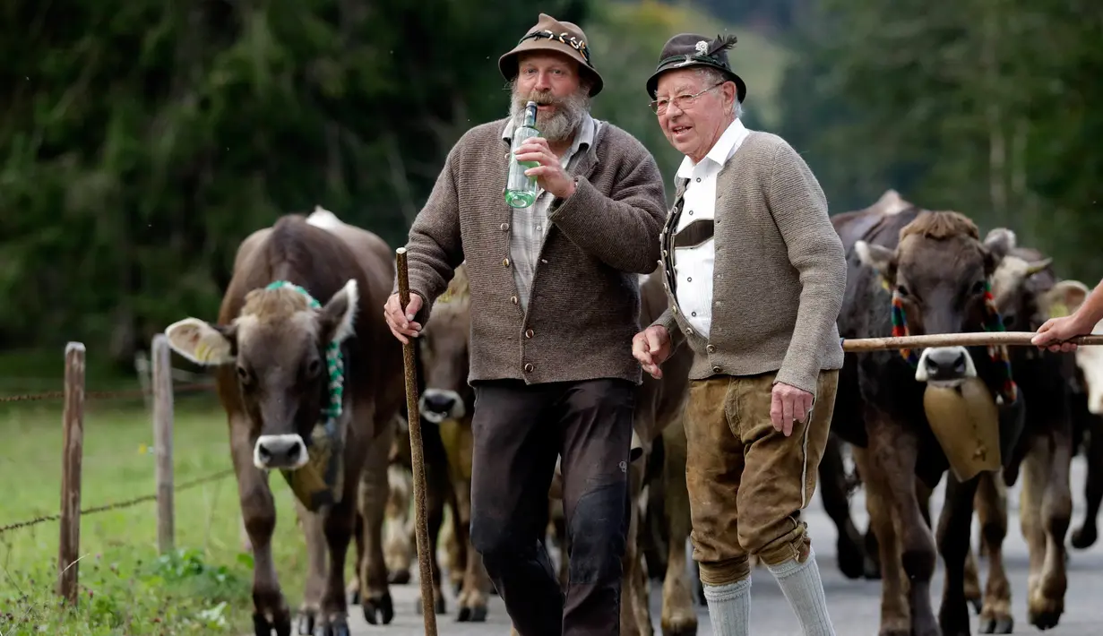 Penggembala Bavaria menggiring hewan ternak mereka di pegunungan dekat Oberstdorf, Jerman, Kamis (13/9). Memasuki musim gugur, penggembala Bavaria akan memindahkan hewan ternak mereka untuk mendapatkan rumput di lembah. (AP Photo/Matthias Schrader)