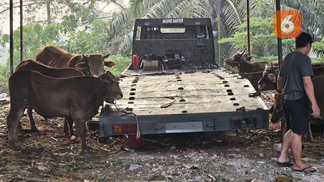 Ilustrasi Hewan Kurban, Idul Adha, Daging Kurban, Kambing (Foto: Aditya Eka Prawira/Liputan6.com)