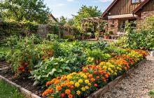 Cara Menanam Bunga Marigold di Pinggir Kebun Sayur untuk Menambah Warna