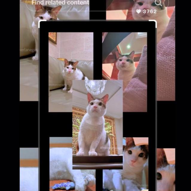 Penampakan Kamar Tidur Kucing Prabowo Subianto,, Bobby Kertanegara yang Dilengkapi AC Bikin Iri Warganet.  foto: TikTok @bobbykertanegara