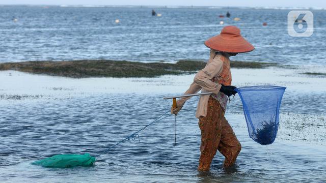 FOTO: Potret Pengumpul Rumput Laut yang Masih Bertahan di Nusa Dua Bali