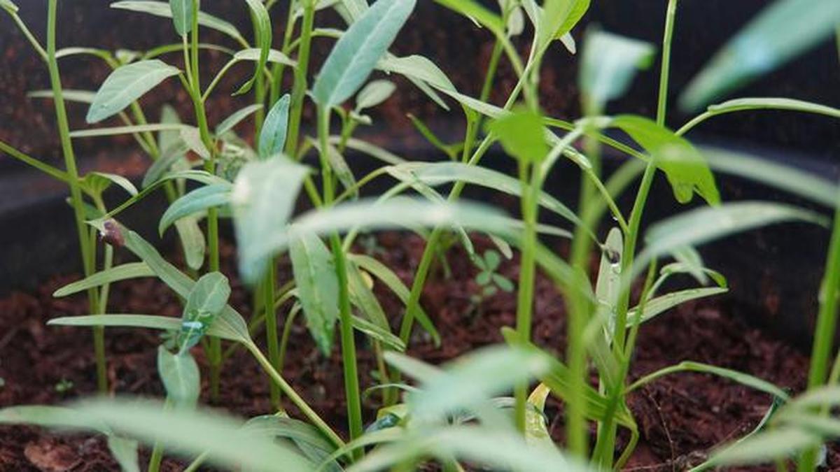 7 Tips agar Tanaman Kangkung Subur dan Cepat Dipanen untuk Musim Hujan
