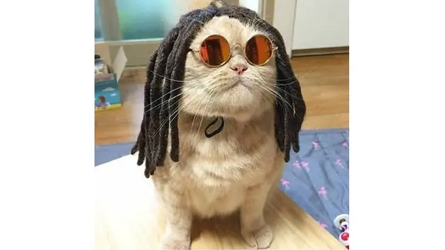 6 Foto Kucing Berdandan Ini Kocak, Bikin Geleng Kepala