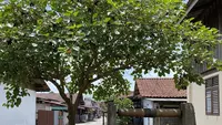 9 Pohon Buah yang Aman Ditanam Dekat Sumur, Akarnya Tidak Merusak Struktur