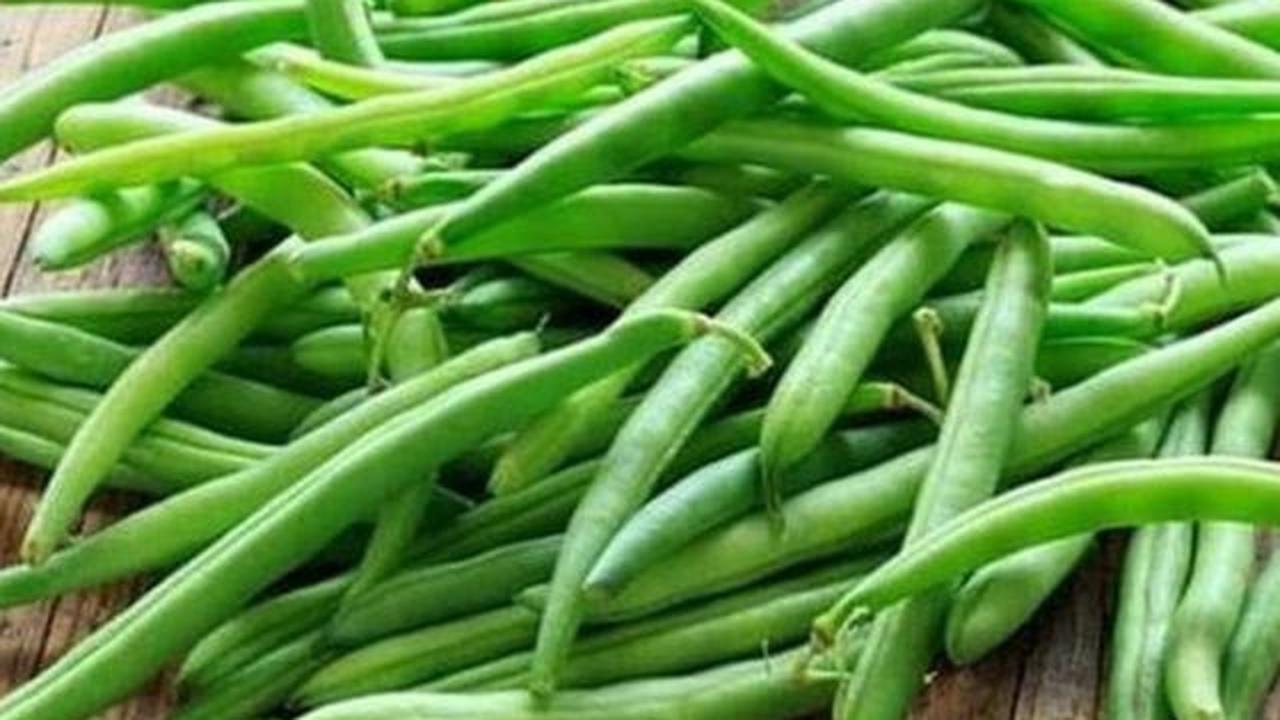 Panduan Lengkap Menanam Buncis di Polybag, Dari Benih hingga Panen Kiloan