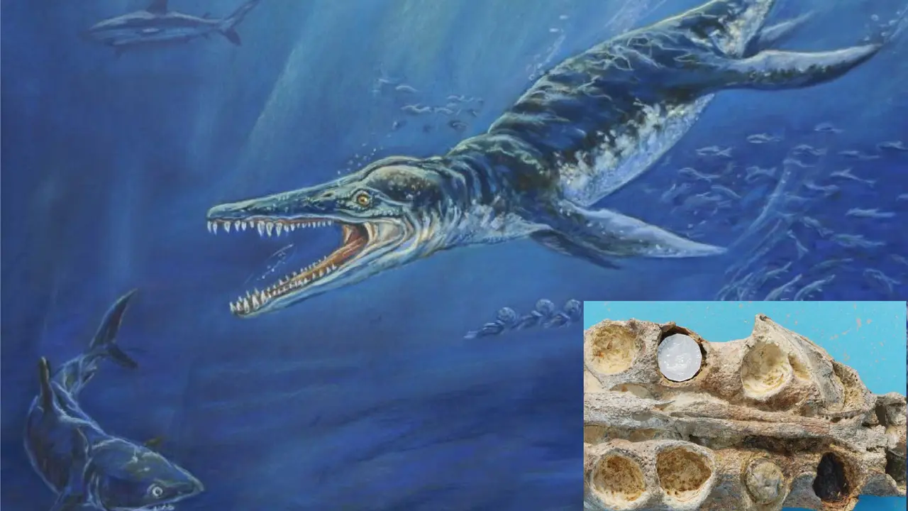 Ditemukan Fosil Reptil Laut Langka Mirip Buaya