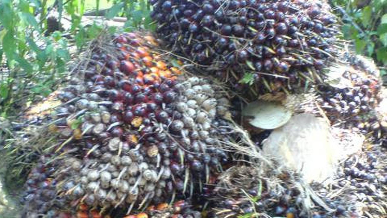 AALI dapat pinjaman USD 50 juta