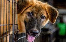 Bocah Ini Dibesarkan Anjing, Tidak Bisa Bicara Hanya Bisa Menggonggong